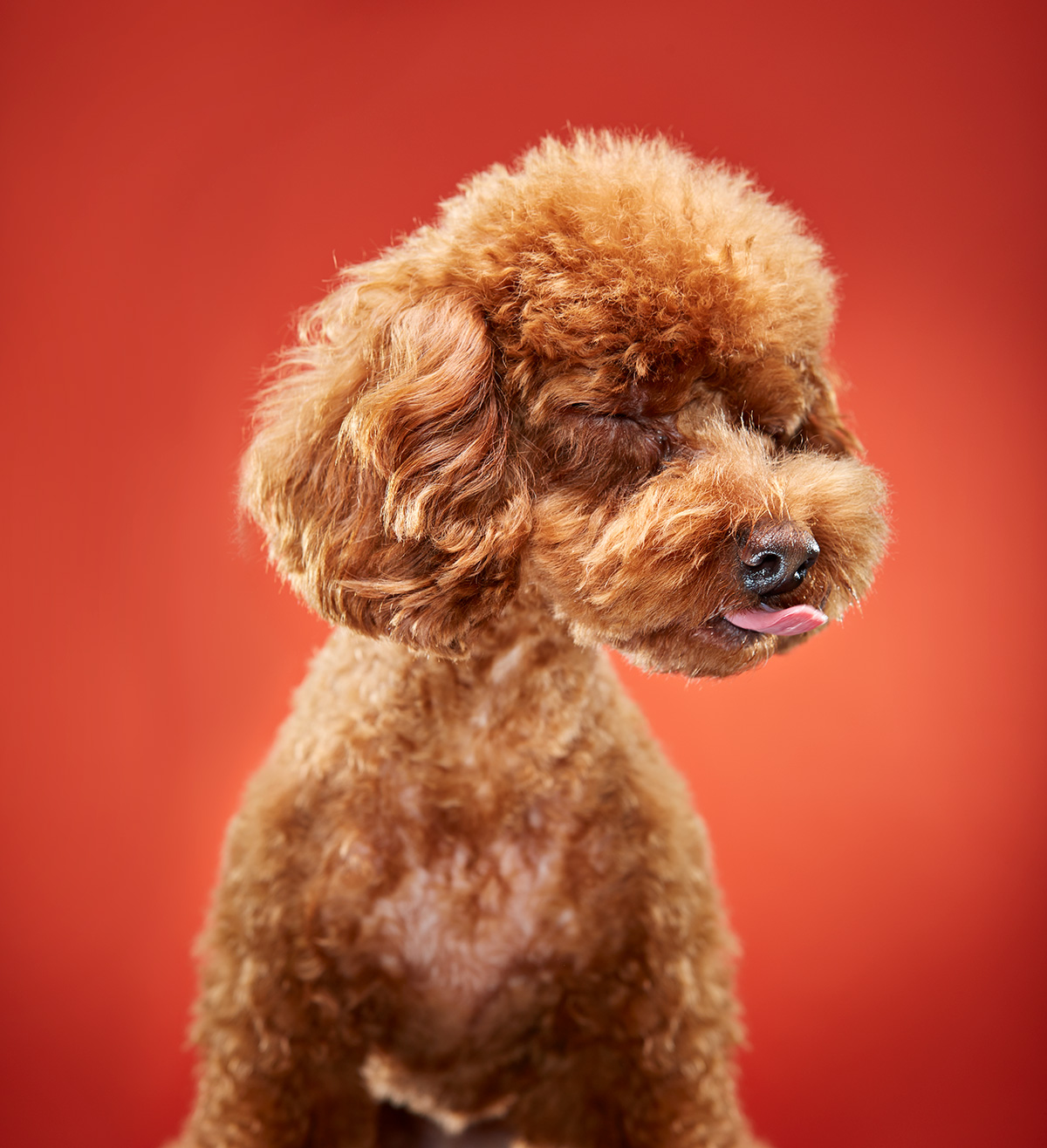 Pet Photography of Dog 