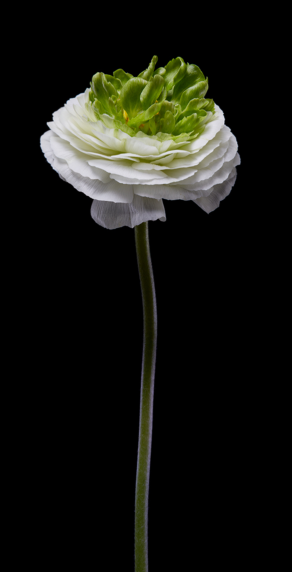 Portrait of Flowers 3