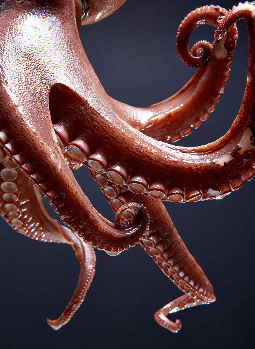 Food Photography in Dallas Texas octopus