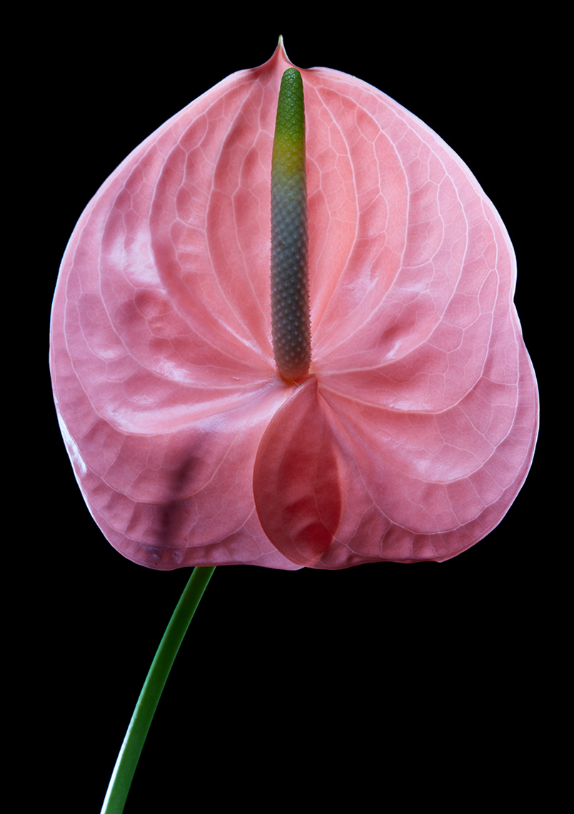 Portrait Orchid Pink Studio Shot with Black Background